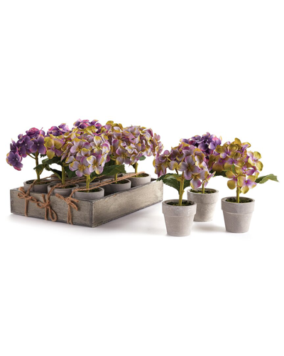Napa Home & Garden Set Of 12 Mini Hydrangea Potted 6.5