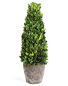 NAPA HOME & GARDEN NAPA HOME & GARDEN BOXWOOD CONE TOPIARY DROP-IN 16