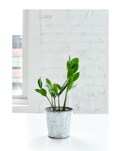 Thorsen's Greenhouse Zz Plant In Small Brushed Silver Pot