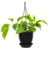 Thorsen's Greenhouse Live Golden Pothos Plant In Black