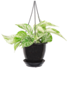 THORSEN'S GREENHOUSE THORSEN'S GREENHOUSE LIVE MARBLE QUEEN POTHOS