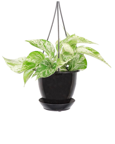 Thorsen's Greenhouse Live Marble Queen Pothos In Black