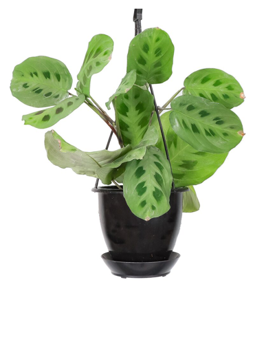 Thorsen's Greenhouse Live Green Prayer Plant In Black