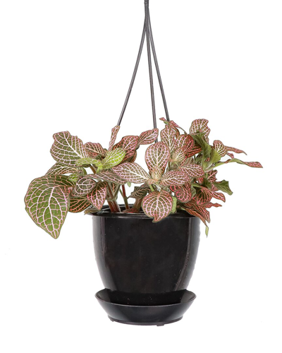 Thorsen's Greenhouse Live Pink Fittonia Nerve Plant In Black