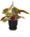 THORSEN'S GREENHOUSE THORSEN'S GREENHOUSE LIVE RED PRAYER PLANT