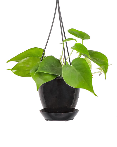 Thorsen's Greenhouse Live Green Philodendron In Black