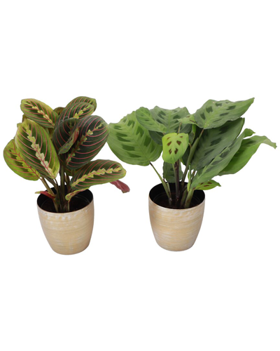 Thorsen's Greenhouse Live Prayer Plant Duo In Gold Holiday Pots