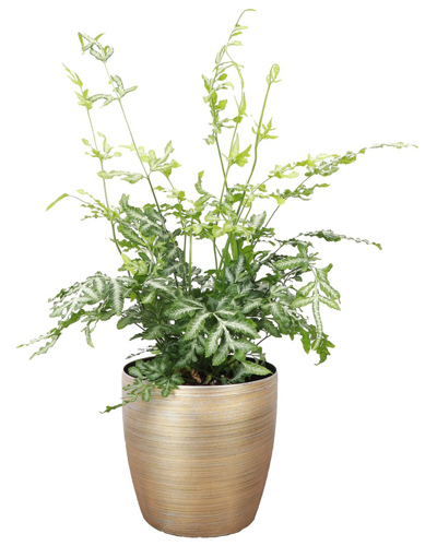 Thorsen's Greenhouse Live Silver Ribbon Fern In Gold Holiday Pot