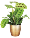 THORSEN'S GREENHOUSE THORSEN'S GREENHOUSE LIVE GREEN PRAYER PLANT IN GOLD HOLIDAY POT