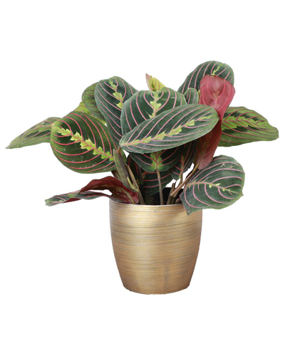 Thorsen's Greenhouse Live Red Prayer Plant In Gold Holiday Pot