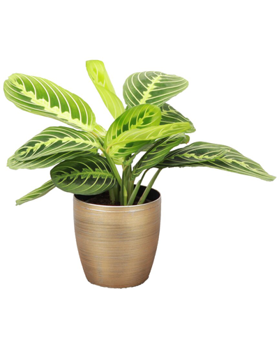 Thorsen's Greenhouse Green Philodendron In Gold