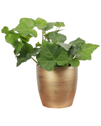 Thorsen's Greenhouse Live Green Ivy Plant In Gold Holiday Pot