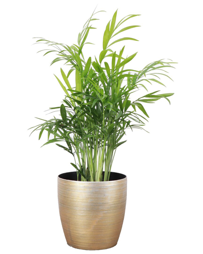 Thorsen's Greenhouse Live Neanthe Bella Palm Plant In Gold Holiday Pot
