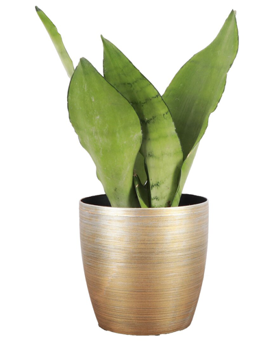 Thorsen's Greenhouse Live Moonshine Snake Plant In Gold Holiday Pot