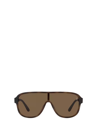 Polo Ralph Lauren Sunglasses In Matte Havana Brown