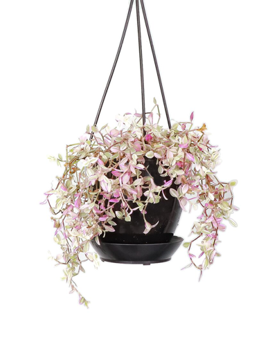 Thorsen's Greenhouse Live Pink Panther Tradescantia In Black