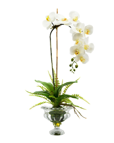 Creative Displays White Orchid With Fern Floral Arrangement In Multi