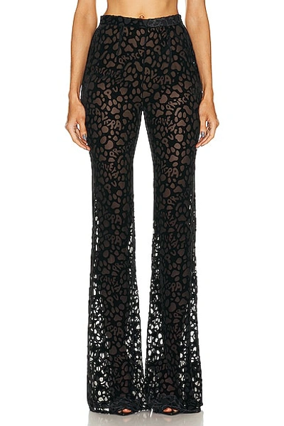 Priscavera Fitted Flared Trouser In Black