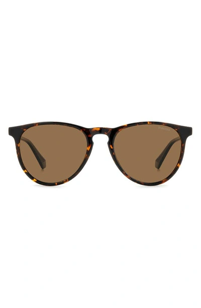 Polaroid 54mm Polarized Round Sunglasses In Havana/ Bronze Polarized