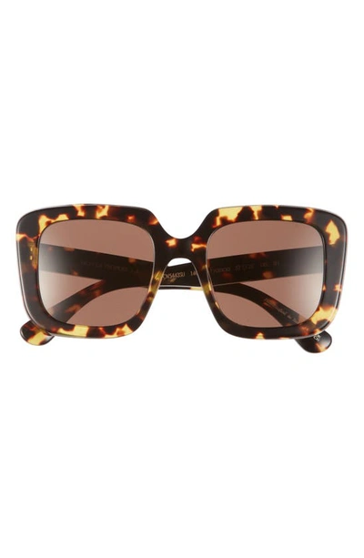 Oliver Peoples Franca Beveled Acetate Square Sunglasses In Dark Brown