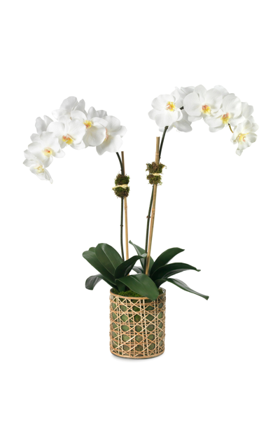 Diane James Designs White Phalaenopsis Orchid