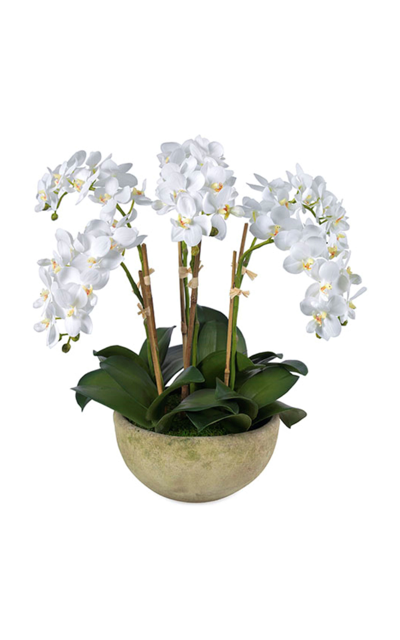 Diane James Designs Phalaenopsis Orchids In White