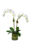 Diane James Designs White Phalaenopsis Orchid In White