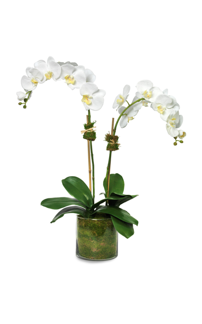 Diane James Designs White Phalaenopsis Orchid