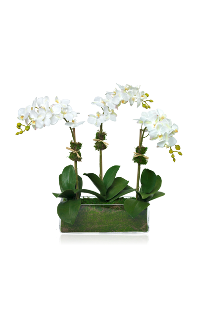 Diane James Designs Phalaenopsis Orchids In White