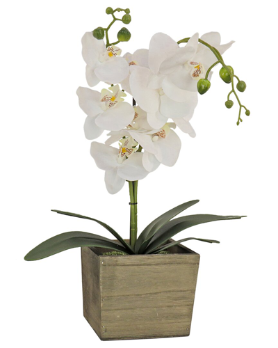 National Tree Company White Orchid Flower In Wood Box