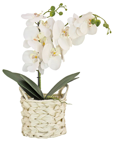 National Tree Company 21in White Orchid Flower In White Basket