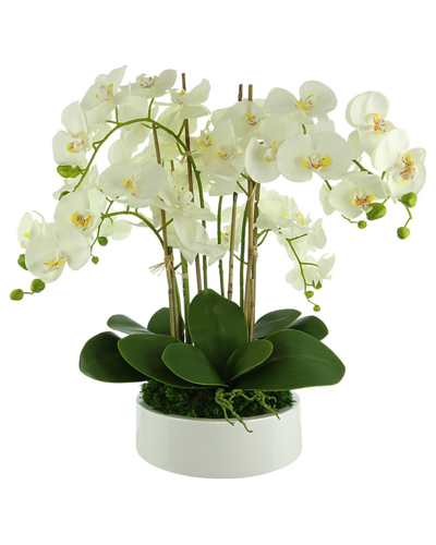 Creative Displays Orchid Arrangement In A Round Planter With Leaves And Moss In White