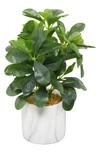 UMA NOVOGRATZ ARTIFICIAL POTTED PLANT