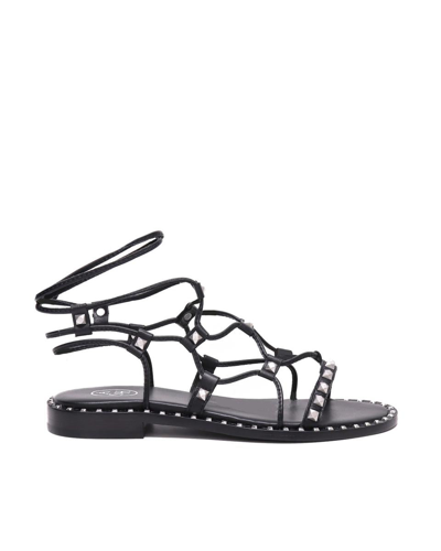 Ash Paloma Gladiator Sandals In 01