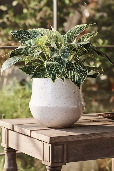 Terrain,9 Needs Inches Mark In Display Name Speckled Bell Planter, 9 In Neutral