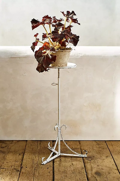 Terrain Turn Key Adjustable Iron Plant Stand In White