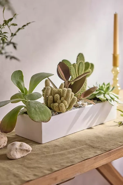 Terrain Ceramic Trough Planter In White