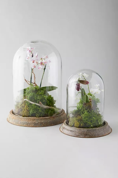 Terrain Distressed Iron + Glass Cloche