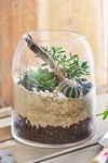 Terrain Domed Terrarium