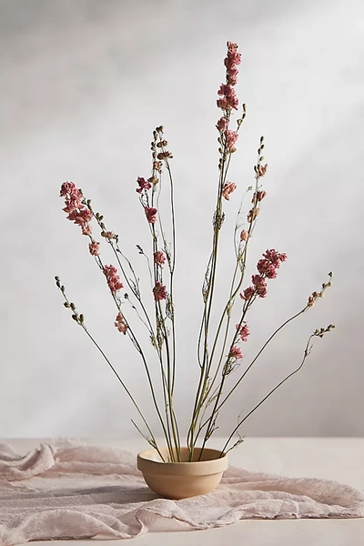 Terrain Dried Delphinium Bunch In Neutral