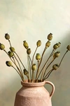 Terrain Dried Papaver Bunch