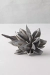 Terrain Dried Star Pod In Gray