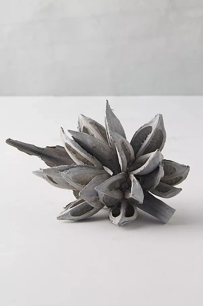 Terrain Dried Star Pod