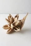 Terrain Dried Star Pod In Brown