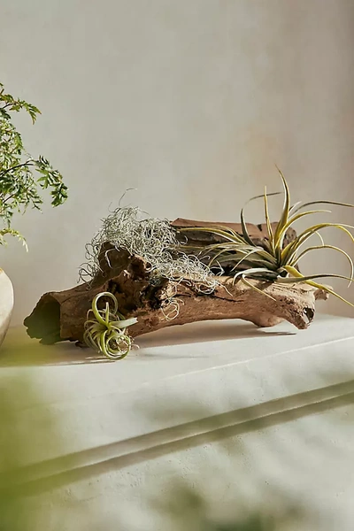 Terrain Driftwood, Horizontal
