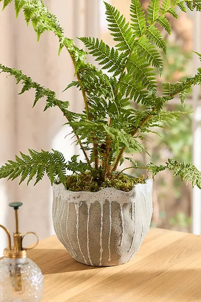 Terrain Drip Organic Ceramic Pot In Gray