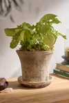 Terrain Earth Fired Clay Cylinder Pot + Saucer Set