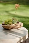 Terrain Teak Root Round Bowl Planter, 18"
