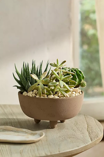 Terrain Textured Ceramic Footed Bowl Planter In Neutral