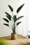 Terrain Faux Bird Of Paradise, 5'